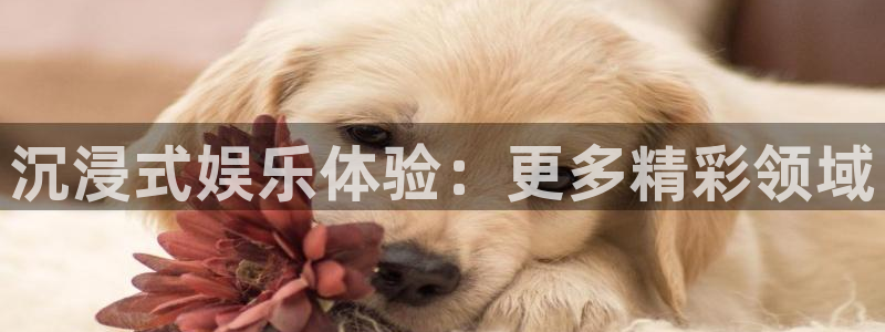 壹号大舞台,有梦你就来：沉浸式娱乐体验：更多精彩领域